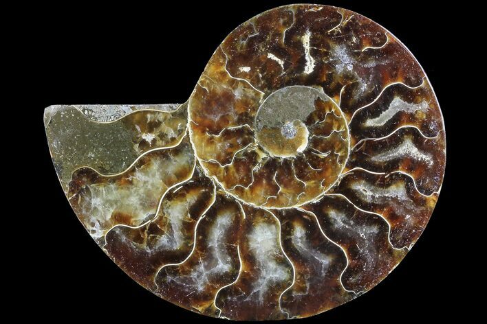 Agatized Ammonite Fossil (Half) - Madagascar #83841